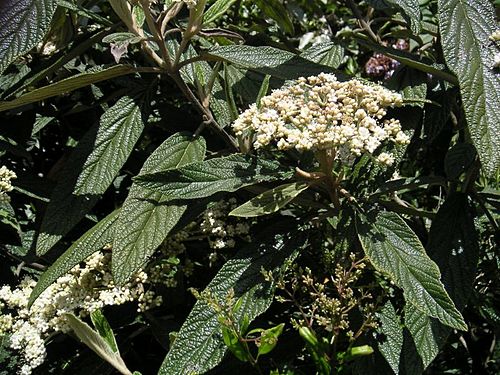 Viburnum rhytidophyllum